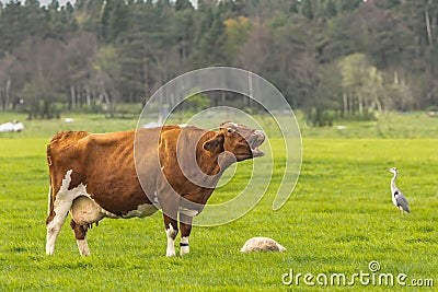 Brown dairy cow silently lowing near a dead sheep while in the background a Blue Heron awaits its opportunity Stock Photo