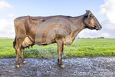 Brown cow standing in a pasture, full length on a muddy road, dairy stock with brown coat, side view, full round pink udder and Stock Photo