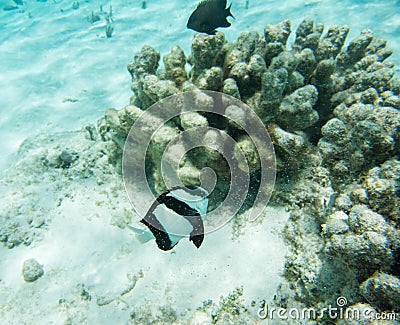 Brown Damselfish, Surgeonfish and Coral Stock Photo