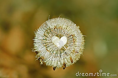 Dried with love Stock Photo