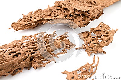 Brown Decay wood that are damaged by termite. Stock Photo