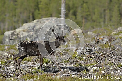 Brown deer Stock Photo