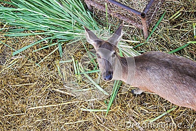 Brown deer female full grown at eat grass fresh and hay in natural park. Stock Photo