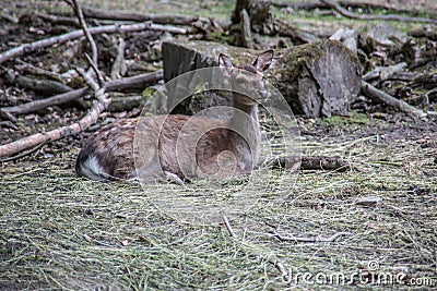 Brown deer in the forest Stock Photo