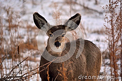 Brown Deer with Large Ears in the Winter with Snow Stock Photo