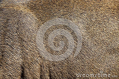 brown deer skin Stock Photo