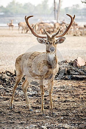 Brown deer Stock Photo