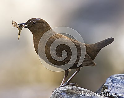 Brown Dipper, Cinclus pallasii Stock Photo