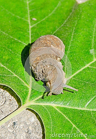 Brown dirty snail over green leaf Stock Photo