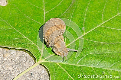 Brown dirty snail over green leaf Stock Photo