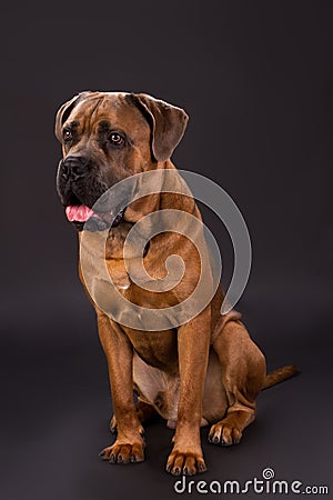 Brown dog of breed cane corso. Stock Photo