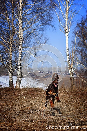 Brown dog breed Doberman runs Stock Photo