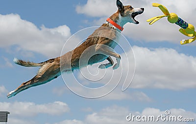 Brown dog catching a yellow toy dock diving Stock Photo