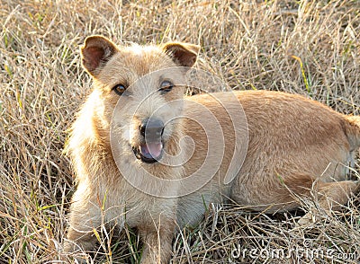 Cute dog lying on the grass and look at the camera Stock Photo