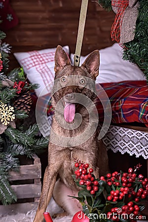 Brown dog, half-breed husky Stock Photo