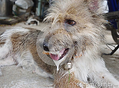 Brown dog has saliva foam overflow it mouth Stock Photo