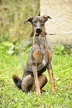 brown dog, on a leash on the grass,, mestizo, Stock Photo