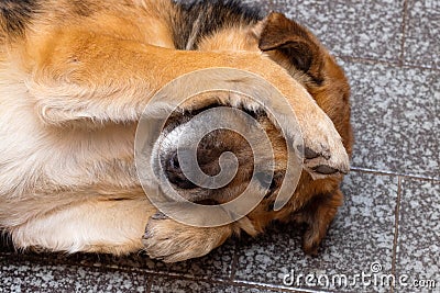 A brown dog lies in a room on the floor and closes his eyes with his paws. The concept of shame Stock Photo