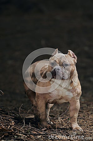 Brown dog lurking in open field Stock Photo