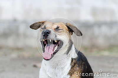 Brown dog is opening mouth and yawn Stock Photo