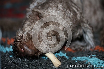 Brown dog portrait eating bone modern high quality print lagotto romagnolo Stock Photo