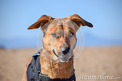 Brown dog posing with devil face in the beach Stock Photo