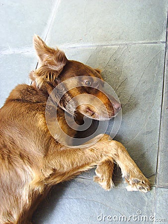 Brown dog resting but alert - animal thinking Stock Photo