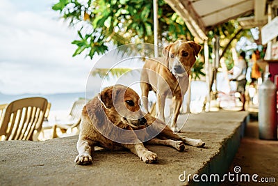 Brown dog sitting in a restaurant on a sandy island Stock Photo