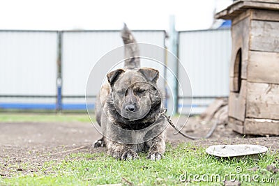 Brown dog with stripes on a leash in the yard Stock Photo