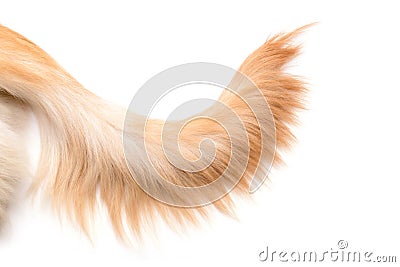 Brown dog tail Golden Retriever isolated on white background. Top view with copy space for text or design Stock Photo