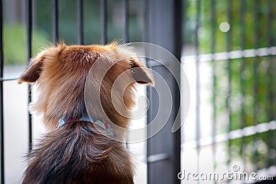 Brown dog waiting for owner to come home behind the house Stock Photo