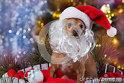 Brown dog in a wooden box, with a Santa Claus hat and with a beard, against a Christmas tree background, a christmas Stock Photo