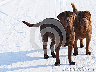 Brown dogs Stock Photo