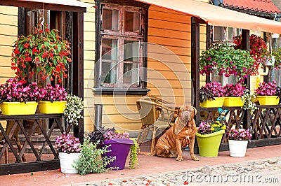 Brown Dogue bordeaux sitting on flower shop background Stock Photo