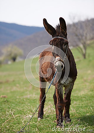 Brown donkey Stock Photo