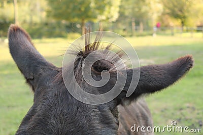 Cute donkey ears on a green background Stock Photo