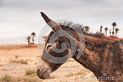 Brown donkey Stock Photo