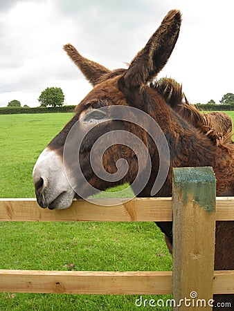 A brown donkey resting on a fence Stock Photo