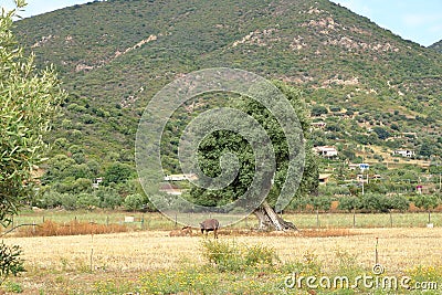 Brown donkeys in the countryside. Sardinia, Italy Stock Photo