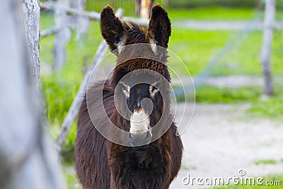 Brown Donkeys Farm Animal close up, cute funny pets background Stock Photo