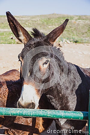 Brown donkeys in a metallic cage, domestic animals. Stock Photo