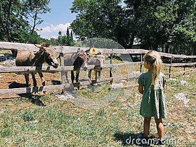 Brown donkeys reach over a wooden fence towards a little girl in the park Stock Photo