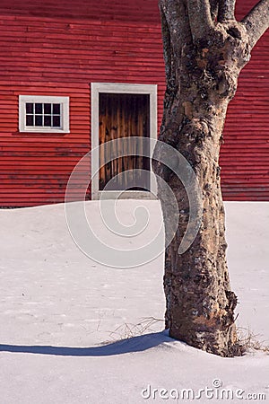 Tree body waits patiently for door of red barn to open. Stock Photo