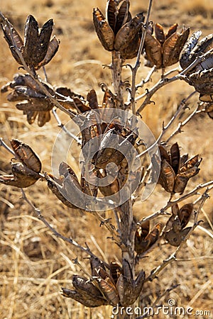 Brown dormant shrub Stock Photo