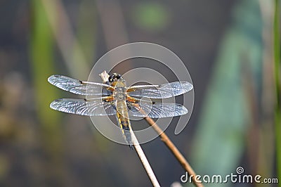 Brown Dragon Fly by a pound Stock Photo