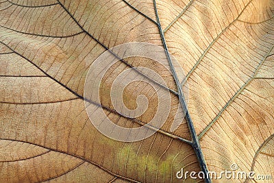 Brown dried leaf. Texture of teak leaf show detail of leaf in background, selective focus Stock Photo