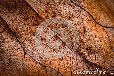 Brown dried leaf. Texture of teak leaf show detail of leaf in background, selective focus. Stock Photo