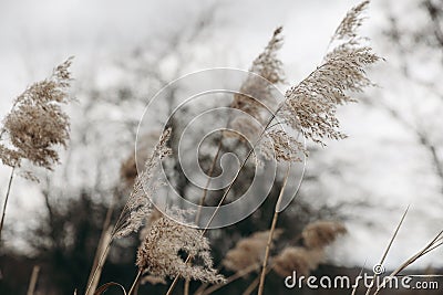 Brown dry ears of grass, reed over blurred grey sky, dark tree branches. Moody autumn, winter landscape. Closeup of Stock Photo
