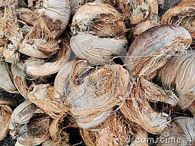 Brown dry husk of coconut peel Stock Photo