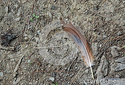 Brown duck feather in the barn yard Stock Photo